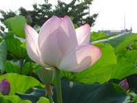 還元焼成