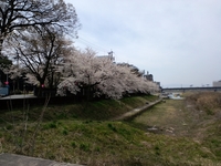花見 2009/04/04 23:32:26