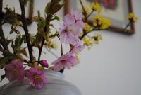 サクラ 2010/03/10 22:53:06