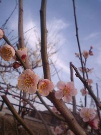 春のあしおと 2009/02/17 16:06:30