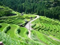 丸山千枚田