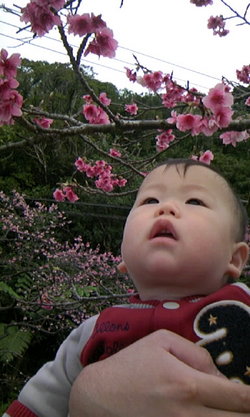 さくら祭り♪