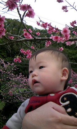 さくら祭り♪