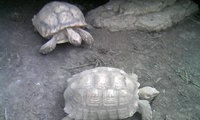 ミニミニ動物園♪