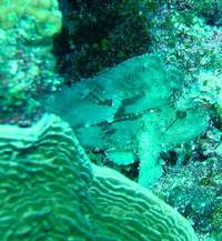 ハダカハオコゼ・白