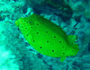 ミナミハコフグの幼魚