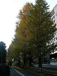 都内のイチョウ並木