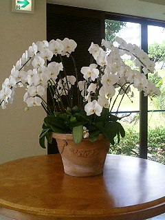 沖縄で出会った植物　1