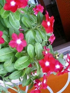 沖縄で出会った植物　1