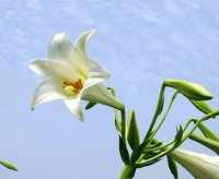 久米島～ゆりの花白