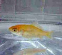 奇跡の金魚 2005/10/17 16:49:10