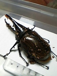 蒸し虫の話 2006/05/29 15:51:43