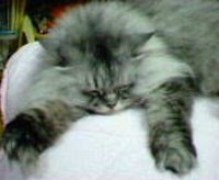 チャコとりボン 2006/06/12 19:23:42