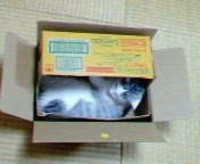 運命の猫あれから一年 2006/05/17 11:38:54
