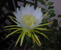 ドラゴンフルーツ 2008/07/15 19:08:44