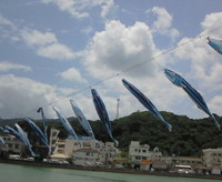 渡久地港の鰹のぼり！ 2009/05/07 12:36:22