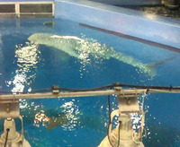 ちゅら海水族館② 2010/04/27 16:18:32