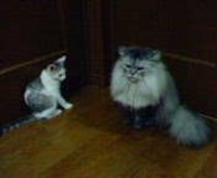 運命の猫パート② 2005/09/18 17:29:00