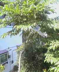 夏ですからねぇ 2005/08/07 13:39:00