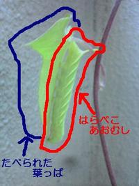 はらぺこあおむしの解説 2005/08/30 22:37:00