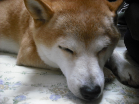 まったりの休日