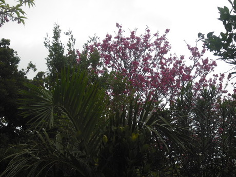 緋寒桜　　西口賢治遊書ライブIN　沖縄