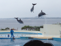 水族館だぁ！