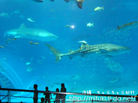 美ら海水族館レポート