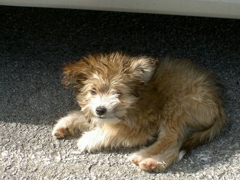 職場の子犬