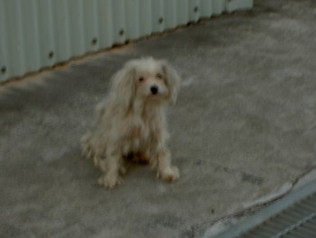 職場の子犬