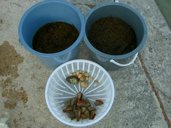 海での食料確保成功？