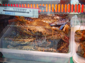 本部の儀間鮮魚店！