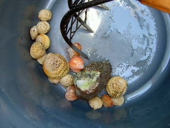 海での食料確保成功？
