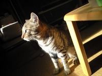 ねこでしっ 2008/10/02 08:37:04