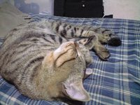 ねむねむにゃんこ 2008/10/17 22:51:09