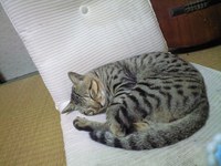 むむむ 2008/11/09 07:59:16