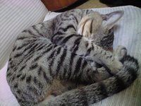 頭かくして 2008/11/09 09:56:54