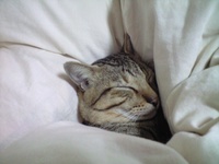 昨日の夜から 2008/11/10 08:21:12