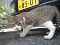 どらちん 2008/11/14 14:39:32
