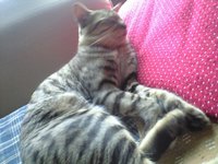 きょうのたま 2008/11/16 10:56:07