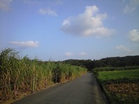 サトウキビ道 2008/11/18 16:30:17