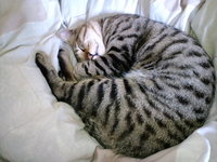 タマップノ写真 2008/11/22 13:38:56