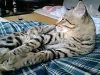 あさねこ 2008/11/24 08:13:44