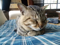 たま 2008/11/24 10:36:09