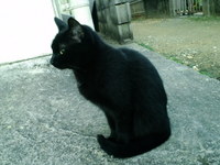 くろちゃん 2009/01/06 07:17:23