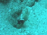 オドリハゼ