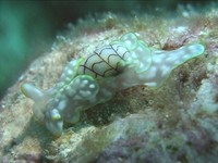 コンシボリガイ