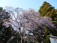 桜の木