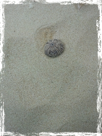 sameday 2012/10/10 06:24:24