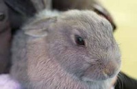 うさぎ　って… 2011/04/22 23:46:20